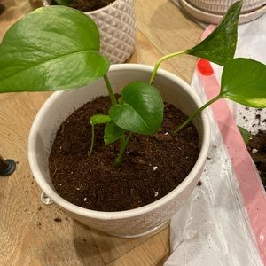 Meet your Posher, Jess